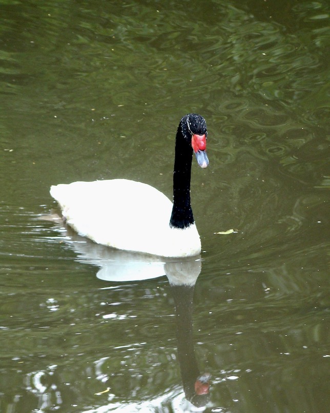 black-necked swan